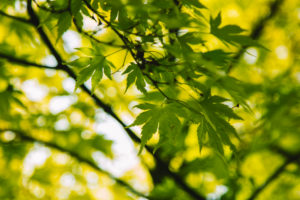 Japanese maple Japanese maple